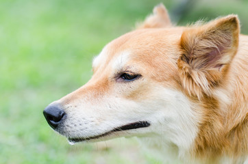Close up brown dog face,Cute pet