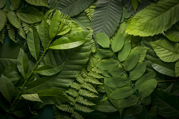 natural foliage of leaves, nature concept.
