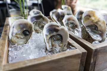 A platter of raw fresh oysters on ice at restaurant.