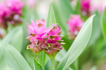 Fototapeta premium Pink curcuma flower (Curcuma alismatifolia),Popular Thai flower in rainy season