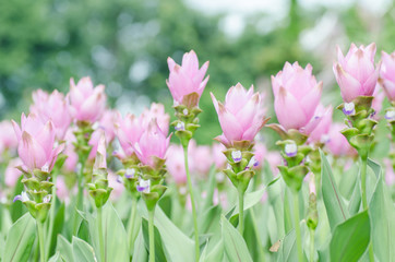 Pink curcuma flower (Curcuma alismatifolia),Popular Thai flower in rainy season