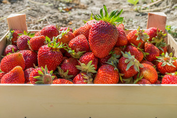Red strawberries in a wooden box strawberry farm