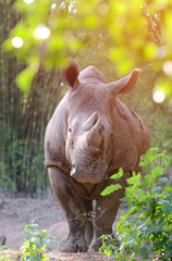 Plakat white rhinoceros standing behind the bush