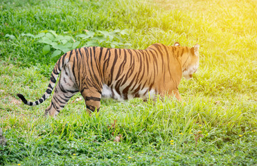 bengal tiger walking among green grass