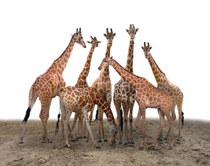 Naklejka na ściany i meble group of giraffe standing on the ground