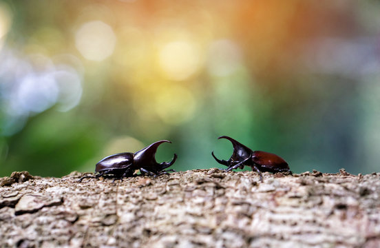 stem eating beetle prepare to fight