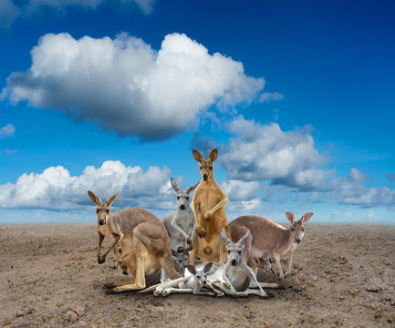 kangaroo standing on the ground