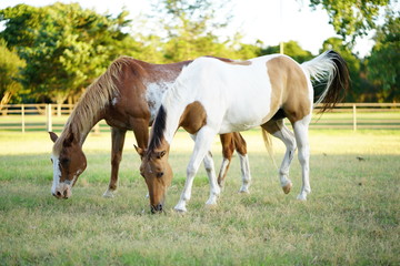 Naklejka na ściany i meble 2 horses grazing in the field