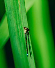 Damselfly on leaf
