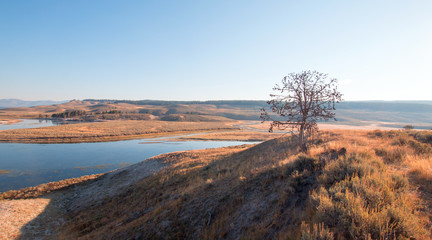 Lone tree on bluff above the Yellowstone river in the Hayden Valley in Yellowstone National Park in Wyoming USA