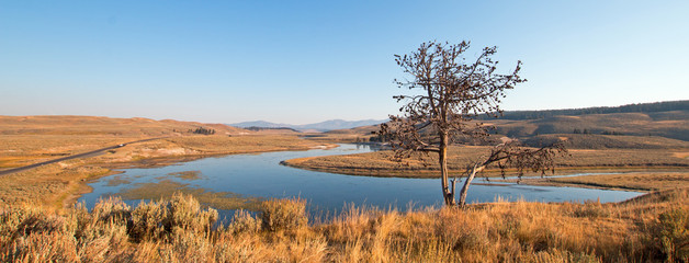 Lone tree on bluff above a bend in the Yellowstone river in the Hayden Valley in Yellowstone National Park in Wyoming USA