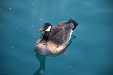 A beautiful Canadian duck floats in bright blue water. © Alina