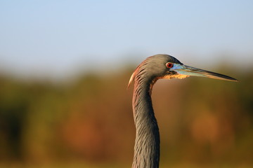 Tricolored heron