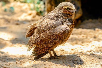 burrowing owl (Athene cunicularia)