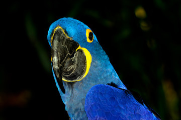 Naklejka premium Hyacinth macaw (Anodorhynchus hyacinthinus), or hyacinthine macaw with vivid, deep blue feathers.