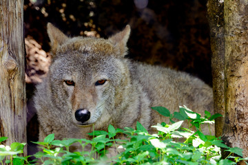 Coyote (Canis latrans) close-up as he rests in the grass.
