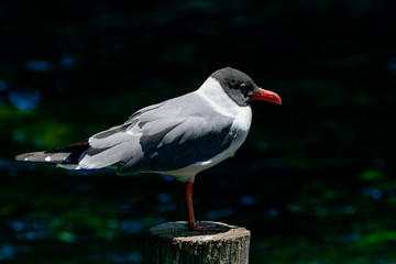 Laughing gull (Leucophaeus atricilla)