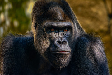 Male Silverback Western Lowland gorilla, (Gorilla gorilla gorilla) close-up portrait with vivid details of face, eyes.