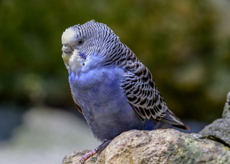 Violet Cobalt American Parakeet