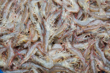 White shrimp lined