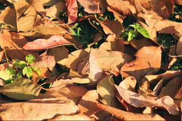 Travel to Chiang Mai, Thailand. The colorful autumn dry foliage on a grass in a forest on a sunny day.