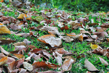 Travel to Chiang Mai, Thailand. The colorful autumn leaves on a grass in a forest on a sunny day.