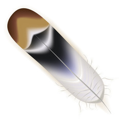 soft brown bird feather