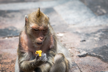 Monkey eating fruit.