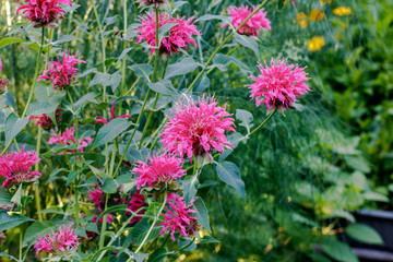 The shrub of the blooming Red Monarda in the Garden