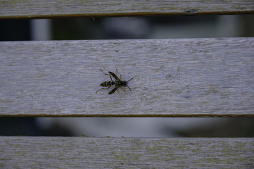 Yellow Jacket Bee