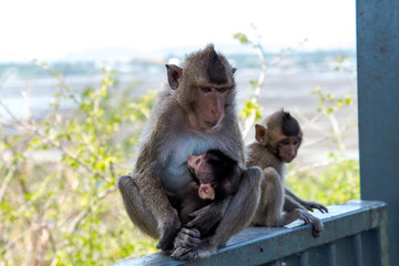 Naklejka premium Monkey with baby portrait.