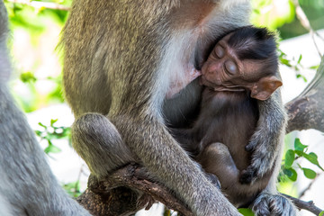 Monkey with baby portrait.