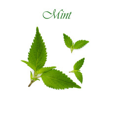 mint isolated on white background