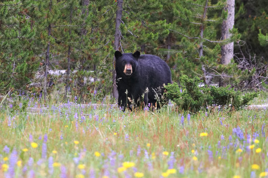 Black bear in a field of flowers