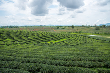 Green tea plantations, Green tea field with sky and pool