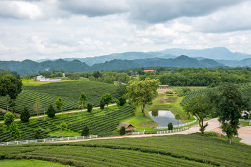 Green tea plantations, Green tea field with sky and pool