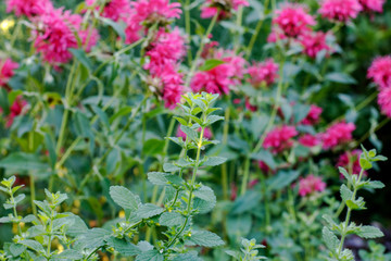 Fresh green leaves of lemon balm as a background image