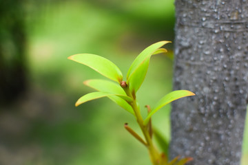 Green leaves with soft sunlight at morning