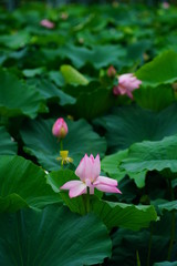 연꽃 (View of a blooming lotus flower over leaves)