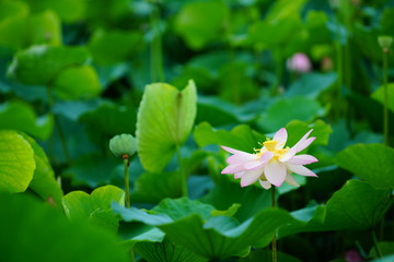 Obraz na płótnie Canvas 활짝 피어 있는 연 꽃 (View of a blooming lotus flower over leaves)