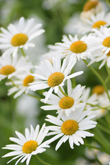 Summer background of white Daisy flowers in vertical frame