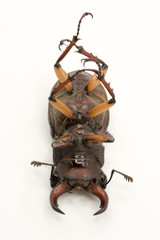 Brown Female Stag beetle Lucanus cervus female isolated on white background, bottom view