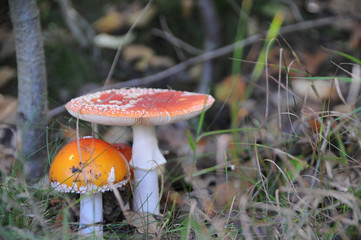 Fall in the Forest