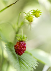 Wild Strawberry