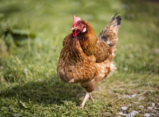 Chicken on the Farm