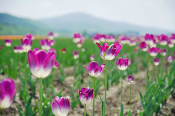 Fototapeta na wymiar Delicated Violet Tulips in the field with mountain on the background