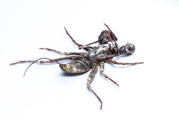 Isolated Whip scorpions on white background