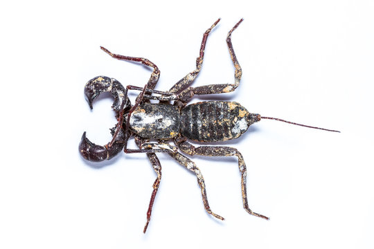 Isolated Whip scorpions on white background