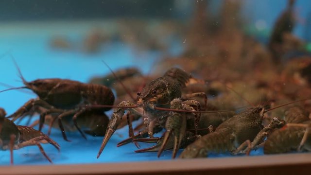 A lot of crayfish in the aquarium, clean water, close-up.