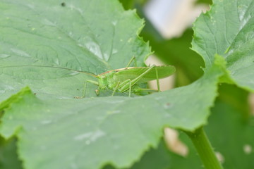 grasshoppers bug insects on the grass